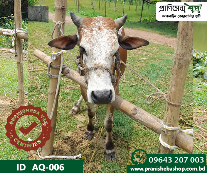 Supper Cow